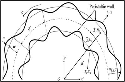 Novel Microstructural Features on Heat and Mass Transfer in Peristaltic Flow Through a Curved Channel